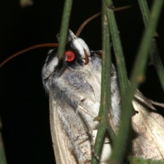 Pantydia diemeni at Ainslie, ACT - 10 Mar 2019 09:15 PM