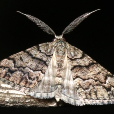 Lipogya exprimataria (Jagged Bark Moth) at Ainslie, ACT - 10 Mar 2019 by jb2602