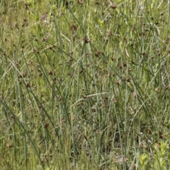 Schoenoplectus pungens (Common Three-Square) at Michelago, NSW - 25 Nov 2018 by Illilanga