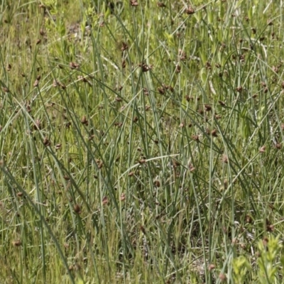 Schoenoplectus pungens (Common Three-Square) at Michelago, NSW - 24 Nov 2018 by Illilanga