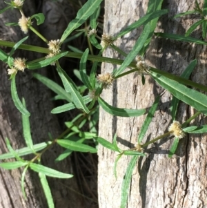 Alternanthera denticulata at Paddys River, ACT - 2 Feb 2018