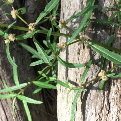 Alternanthera denticulata (Lesser Joyweed) at Paddys River, ACT - 2 Feb 2018 by JaneR