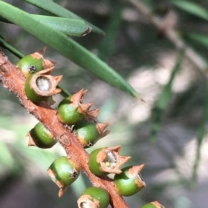 Callistemon sieberi at Paddys River, ACT - 2 Feb 2018