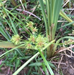 Cyperus eragrostis (Umbrella Sedge) at Paddys River, ACT - 2 Feb 2018 by JaneR