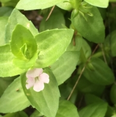 Gratiola peruviana at Paddys River, ACT - 2 Feb 2018