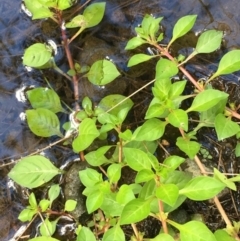 Ludwigia palustris (Marsh Purslane) at Paddys River, ACT - 2 Feb 2018 by JaneR