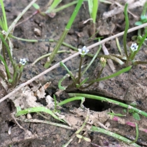 Limosella australis at Watson, ACT - 26 Jan 2018 04:36 PM
