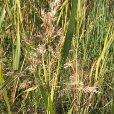 Phragmites australis (Common Reed) at Watson, ACT - 25 Apr 2018 by JaneR