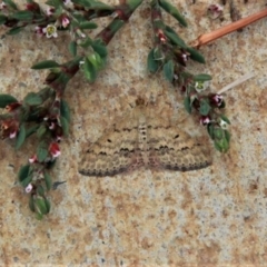 Scopula rubraria (Reddish Wave, Plantain Moth) at Amaroo, ACT - 24 Mar 2019 by davobj