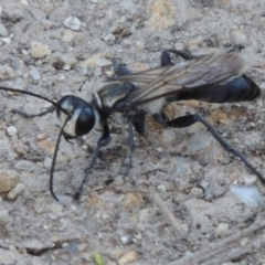 Sphex sp. (genus) (Unidentified Sphex digger wasp) at Paddys River, ACT - 20 Feb 2019 by MichaelBedingfield