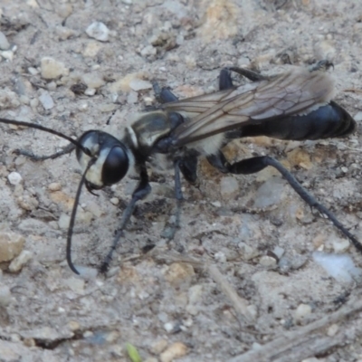 Sphex sp. (genus) (Unidentified Sphex digger wasp) at Paddys River, ACT - 20 Feb 2019 by michaelb
