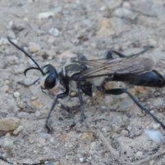 Sphex sp. (genus) at Paddys River, ACT - 20 Feb 2019