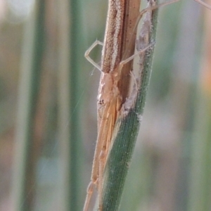 Tetragnatha sp. (genus) at Paddys River, ACT - 20 Feb 2019 08:22 PM