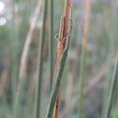 Tetragnatha sp. (genus) at Paddys River, ACT - 20 Feb 2019 08:22 PM