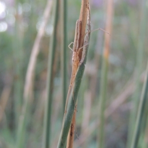 Tetragnatha sp. (genus) at Paddys River, ACT - 20 Feb 2019 08:22 PM