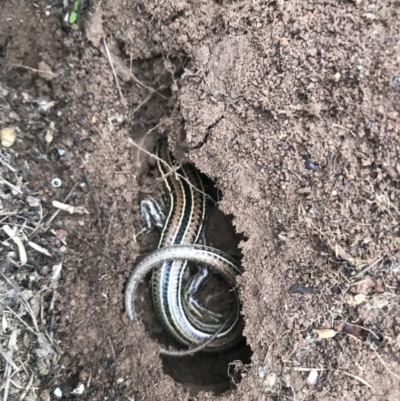 Ctenotus robustus (Robust Striped-skink) at Molonglo River Reserve - 24 Mar 2019 by Simmo