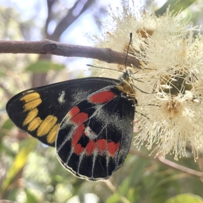 Delias harpalyce (Imperial Jezebel) at Acton, ACT - 15 Feb 2019 by PeterR