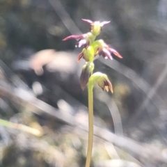 Corunastylis clivicola (Rufous midge orchid) at Acton, ACT - 23 Mar 2019 by PeterR