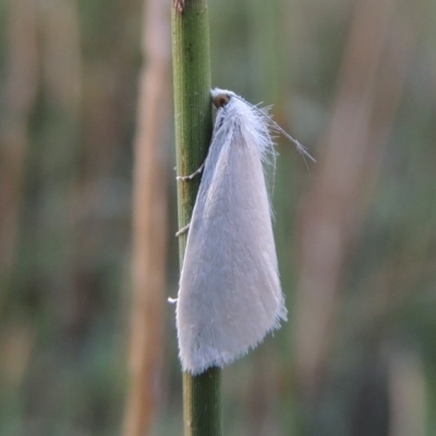 Tipanaea patulella (A Crambid moth) at Paddys River, ACT - 20 Feb 2019 by michaelb