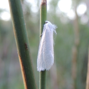 Tipanaea patulella at Paddys River, ACT - 20 Feb 2019