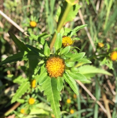 Bidens tripartita (Burr Marigold) at South Pambula, NSW - 25 Mar 2019 by Panboola