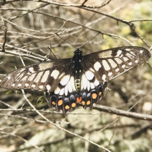 Papilio anactus at Point 4999 - 10 Mar 2019 12:42 PM