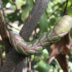 Psilogramma casuarinae (Privet Hawk Moth) at Kambah, ACT - 24 Mar 2019 by PeterR