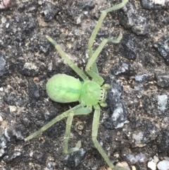 Sparassidae (family) (A Huntsman Spider) at Acton, ACT - 23 Mar 2019 by PeterR