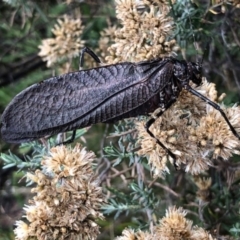 Acripeza reticulata (Mountain Katydid) at Kosciuszko National Park, NSW - 2 Mar 2019 by OPJ