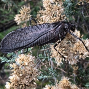 Acripeza reticulata at Kosciuszko National Park, NSW - 2 Mar 2019