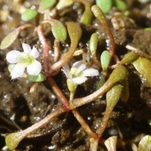 Glossostigma elatinoides at Uriarra Village, ACT - 3 Mar 2019 12:00 AM