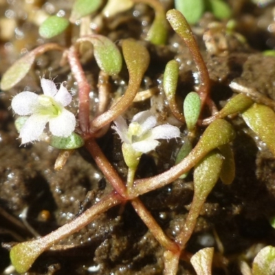 Glossostigma elatinoides (Small Mud-mat) at Lower Cotter Catchment - 2 Mar 2019 by RWPurdie