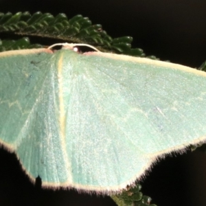 Chlorocoma dichloraria at Ainslie, ACT - 10 Mar 2019