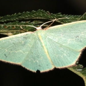 Chlorocoma dichloraria at Ainslie, ACT - 10 Mar 2019