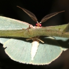 Chlorocoma dichloraria at Ainslie, ACT - 10 Mar 2019