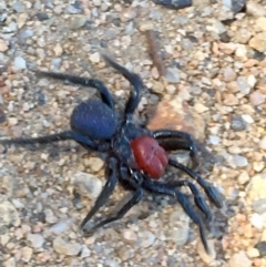 Missulena occatoria (Red-headed Mouse Spider) at Kambah, ACT - 26 Mar 2019 by CathyKatie