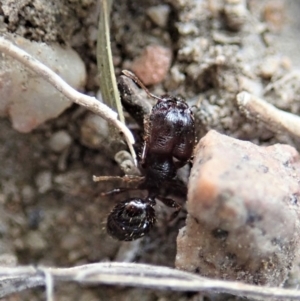 Pheidole sp. (genus) at Cook, ACT - 25 Mar 2019 04:34 PM