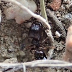 Pheidole sp. (genus) at Cook, ACT - 25 Mar 2019 04:34 PM