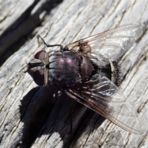 Rutilia (Donovanius) sp. (genus & subgenus) at Cook, ACT - 26 Mar 2019