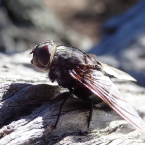 Rutilia (Donovanius) sp. (genus & subgenus) at Cook, ACT - 26 Mar 2019