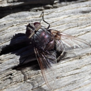 Rutilia (Donovanius) sp. (genus & subgenus) at Cook, ACT - 26 Mar 2019 10:35 AM