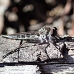 Cerdistus sp. (genus) (Yellow Slender Robber Fly) at Mount Painter - 25 Mar 2019 by CathB