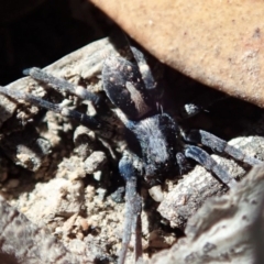 Lycosidae (family) (Wolf spider) at Cook, ACT - 26 Mar 2019 by CathB