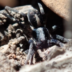 Lycosidae (family) at Cook, ACT - 26 Mar 2019 11:04 AM