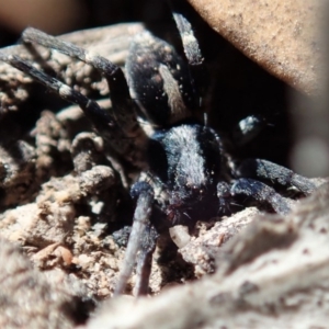 Lycosidae (family) at Cook, ACT - 26 Mar 2019