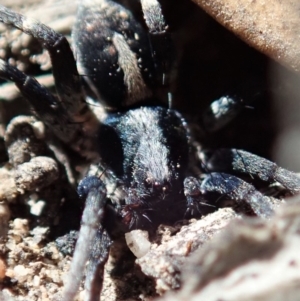 Lycosidae (family) at Cook, ACT - 26 Mar 2019 11:04 AM