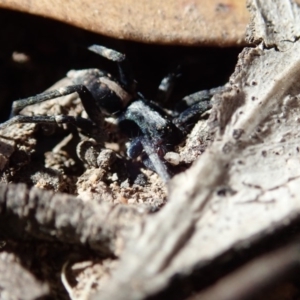 Lycosidae (family) at Cook, ACT - 26 Mar 2019 11:04 AM