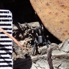 Lycosidae (family) at Cook, ACT - 26 Mar 2019 11:04 AM