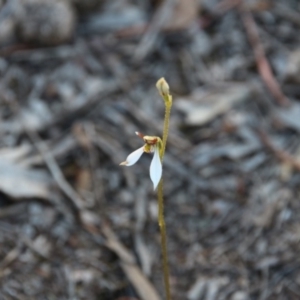 Eriochilus cucullatus at Hackett, ACT - 26 Mar 2019