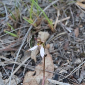 Eriochilus cucullatus at Hackett, ACT - 26 Mar 2019